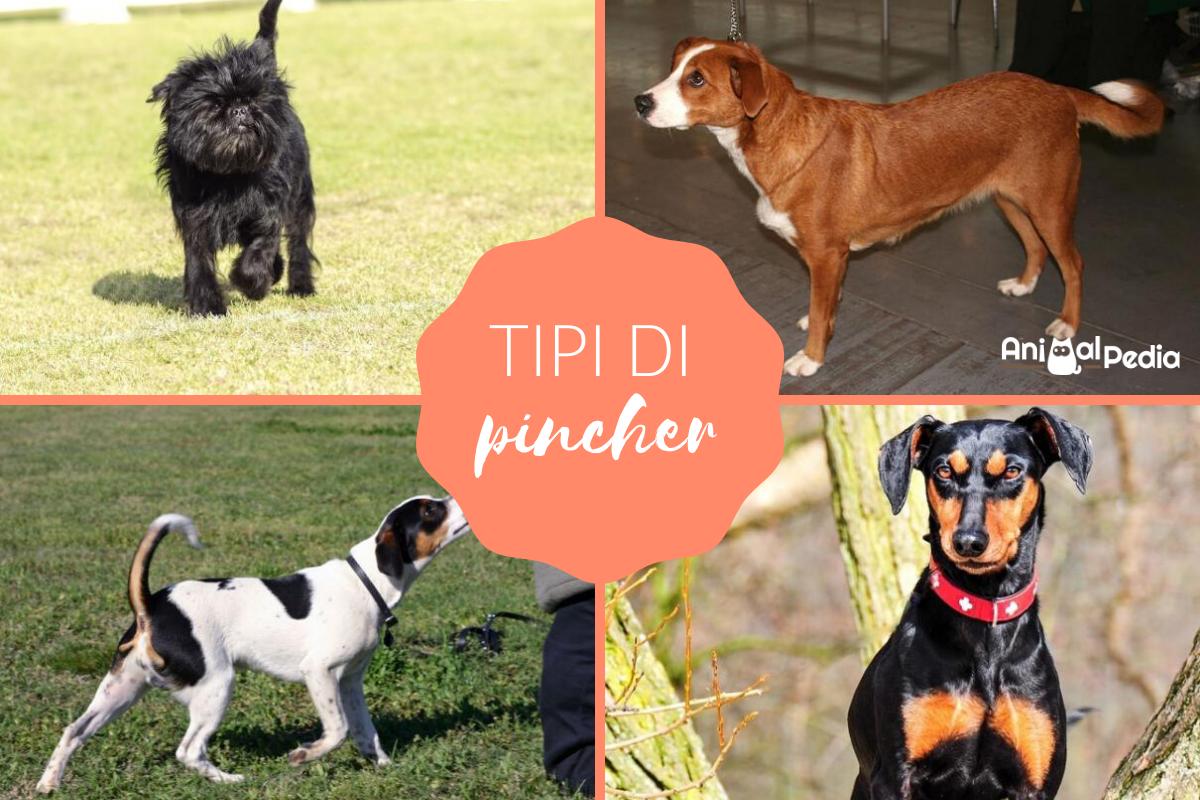 Tipi di cani Pincher