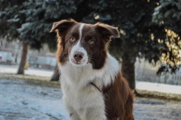 10 Cani più teneri del mondo - 10. Border collie