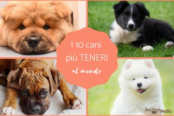10 Cani più teneri del mondo