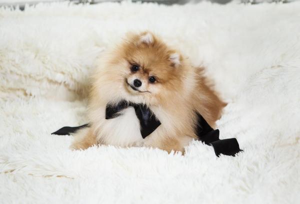 10 Cani più teneri del mondo - 1. Pomerania