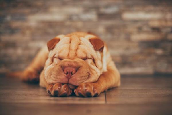 10 Cani più teneri del mondo - 2. Shar pei
