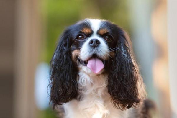 10 Cani più teneri del mondo - 4. Cavalier King Charles spaniel
