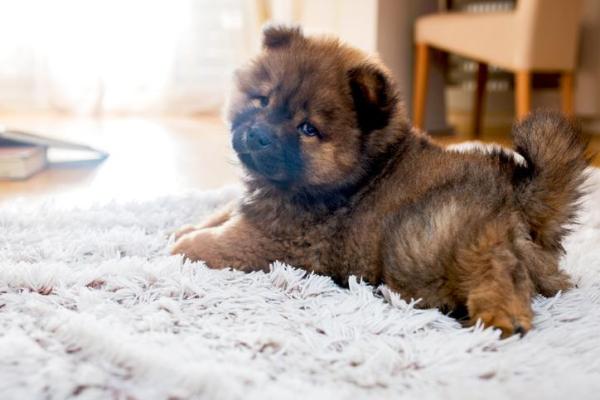 10 Cani più teneri del mondo - 5. Chow chow