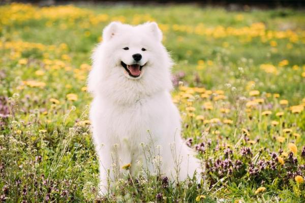 10 Cani più teneri del mondo - 6. Samoyedo