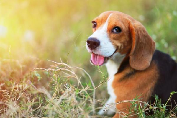 10 Cani più teneri del mondo - 7. Beagle