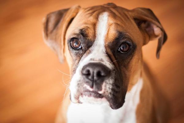 10 Cani più teneri del mondo - 8. Boxer