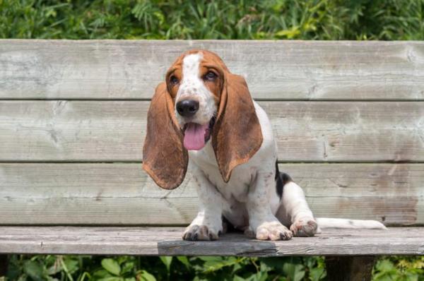 10 Cani più teneri del mondo - 9. Basset hound
