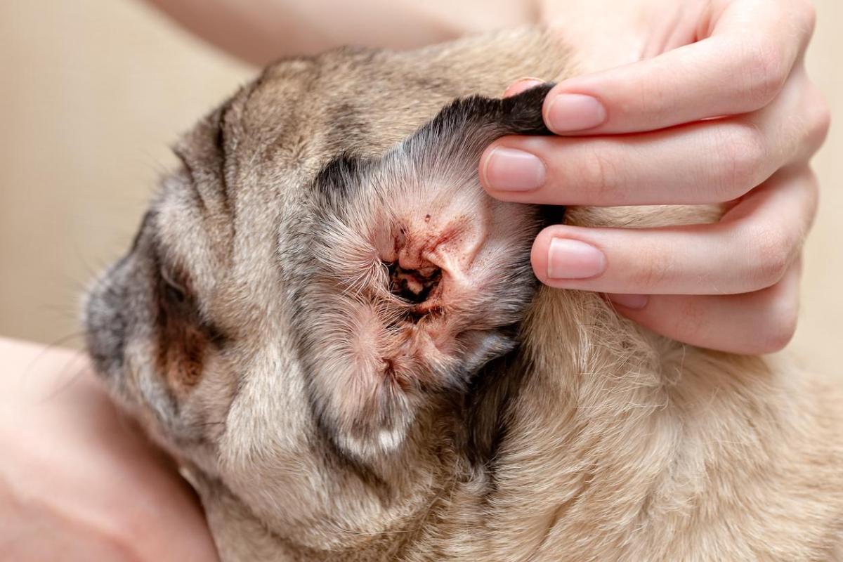 Acari nelle orecchie del cane: cause, sintomi e cura