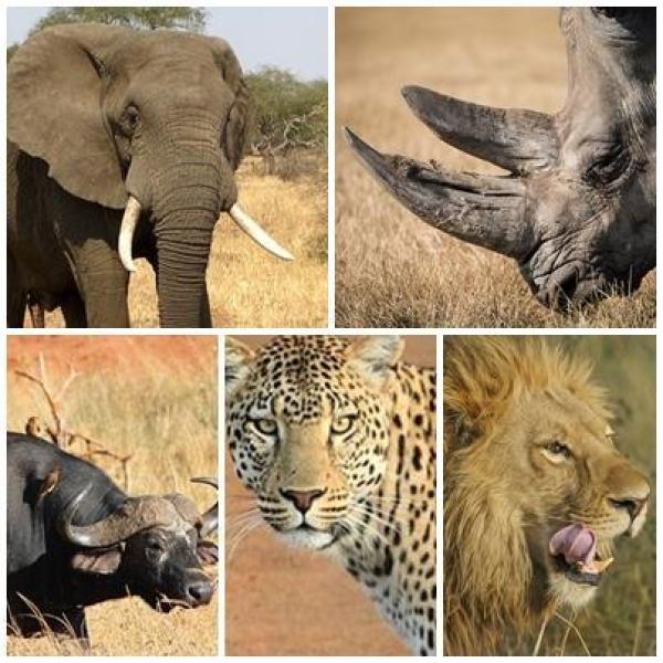 Animali Della Savana A Grandezza Naturale - Libro Illustrato A Colori Per Bambini - Foto 2