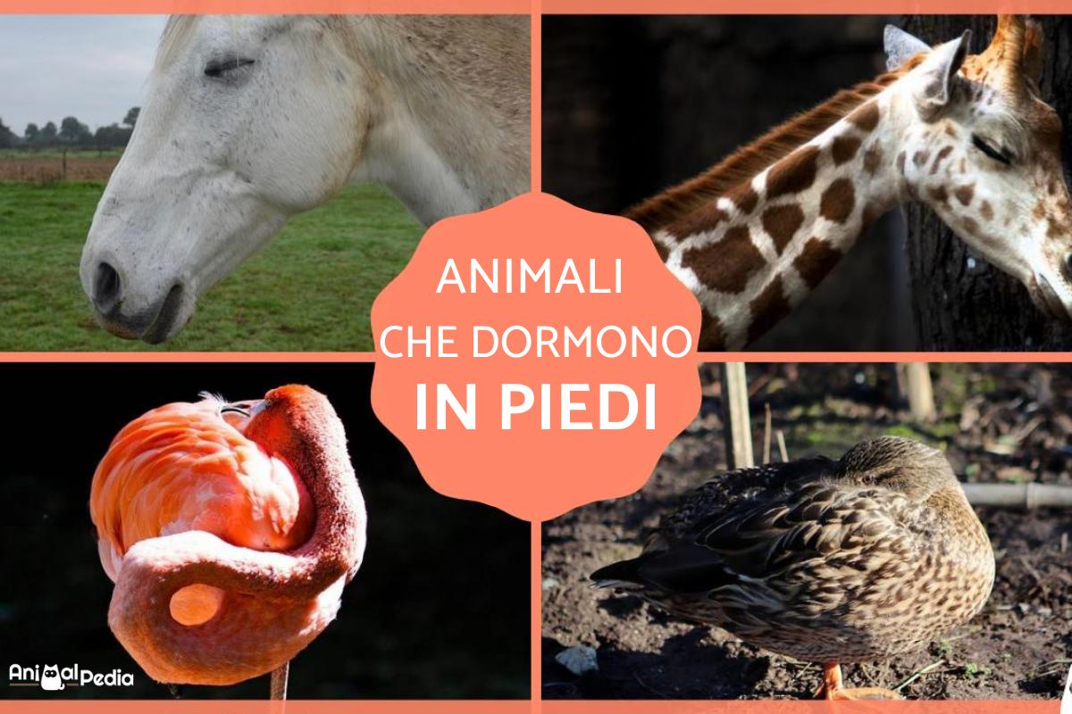 Animali che dormono in piedi: Caratteristiche ed esempi