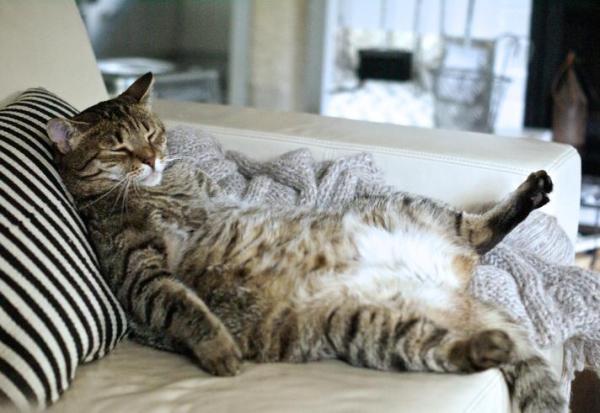 Perché il gatto ha la pancia gonfia e dura?
