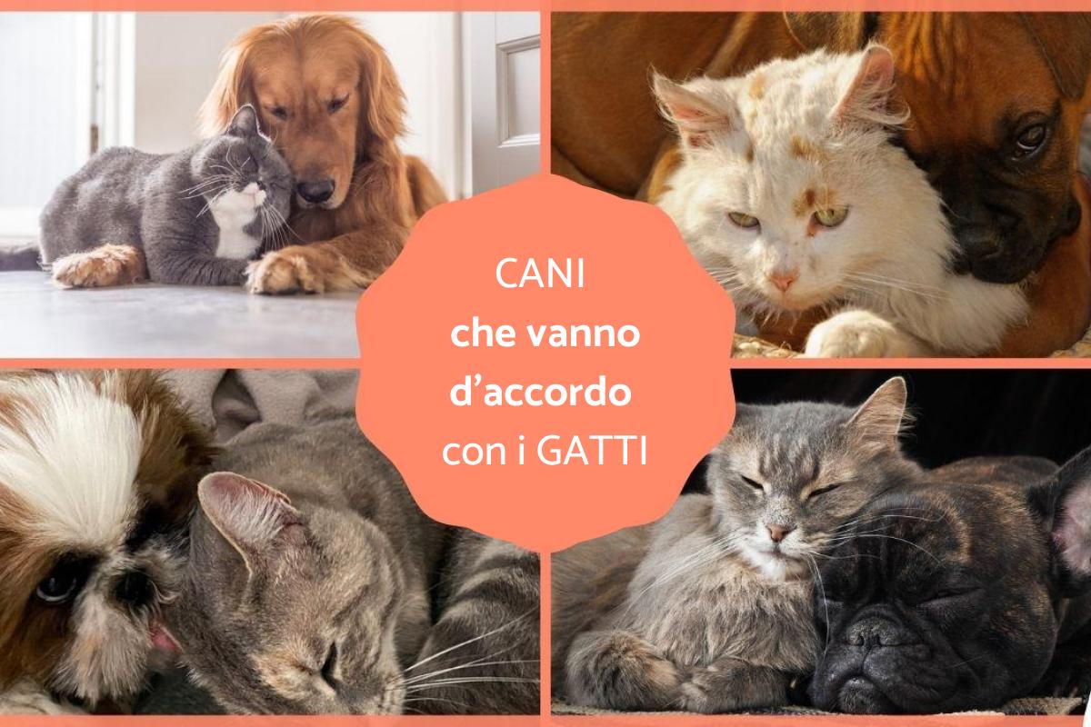 Cani che vanno d'accordo con gatti