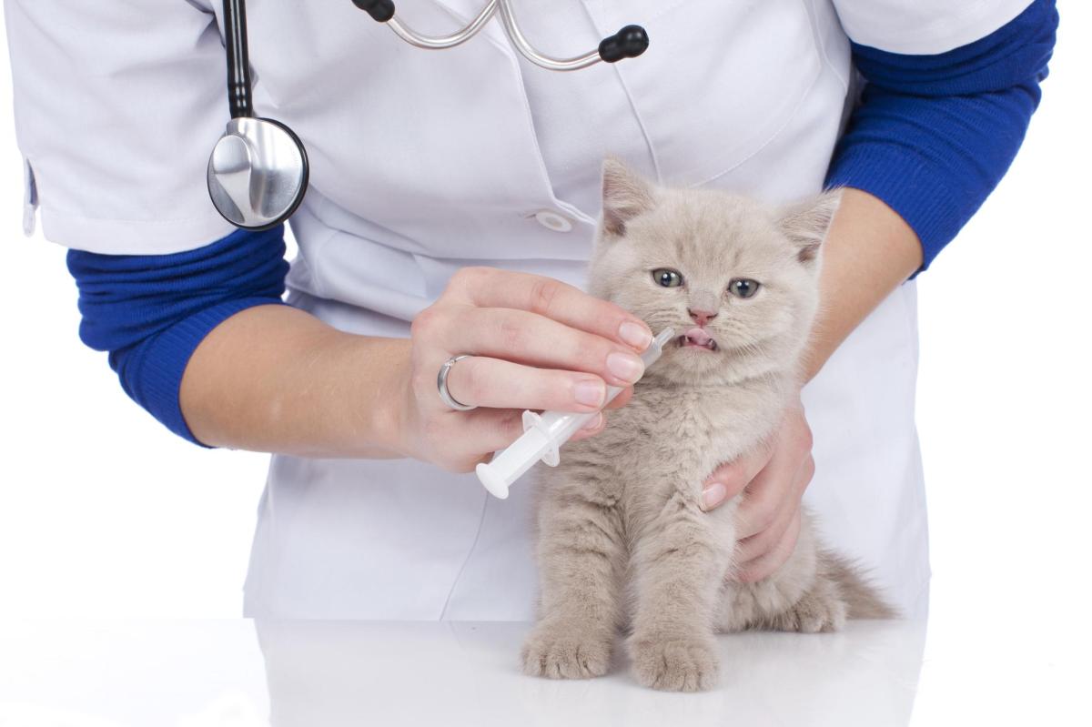 Procox per gatto: a cosa serve, dosaggio ed effetti collaterali