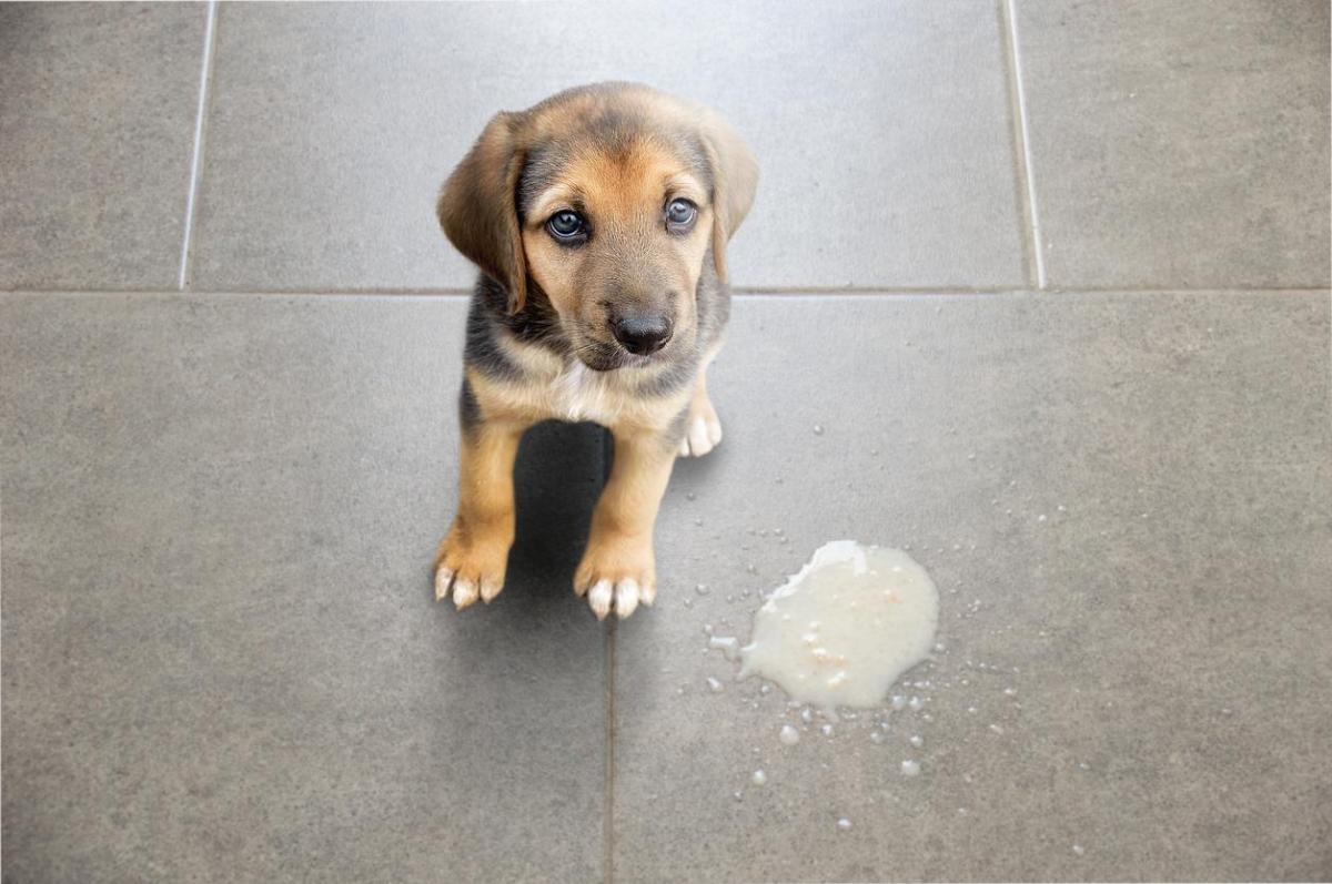 Perché il cucciolo vomita?