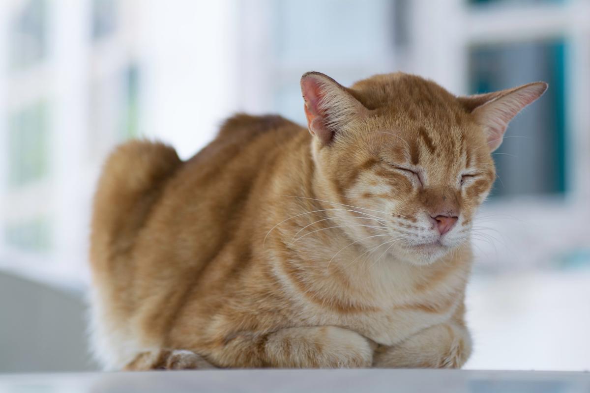 Come capire se un gatto ha la febbre senza termometro?