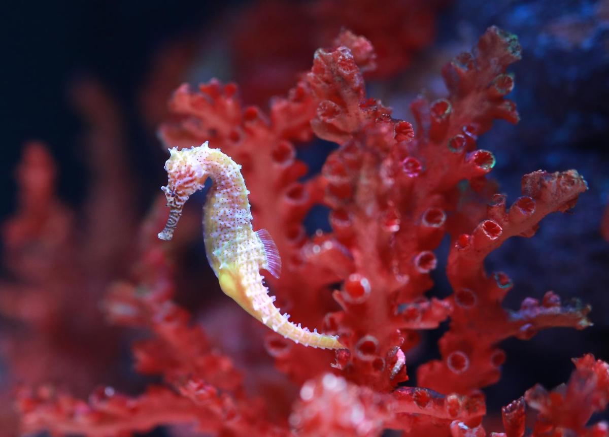 Curiosità sul cavalluccio marino