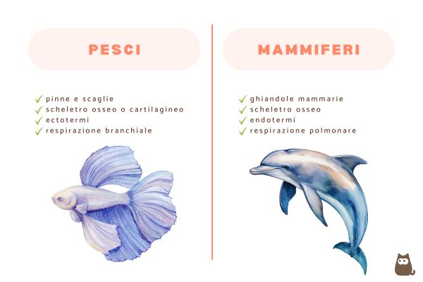 Pesci mammiferi: quali sono? - Differenze tra pesci e mammiferi