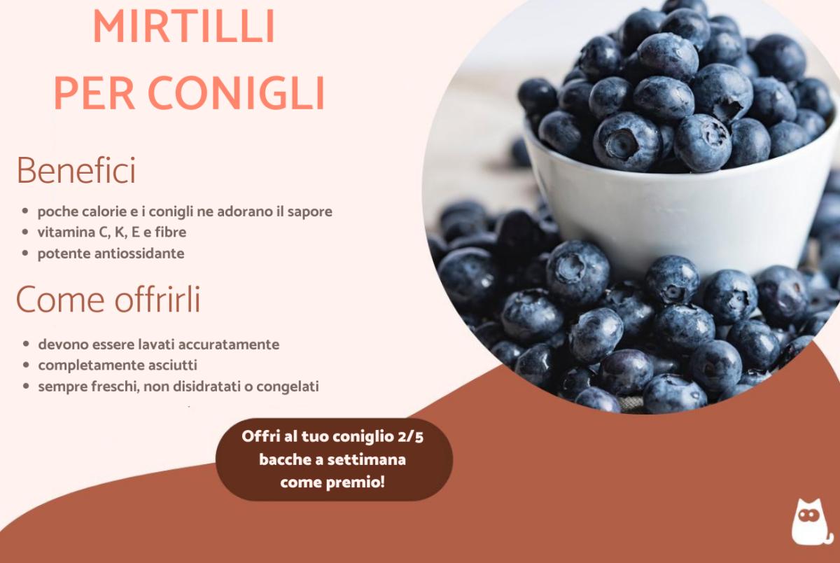 I conigli possono mangiare i mirtilli?