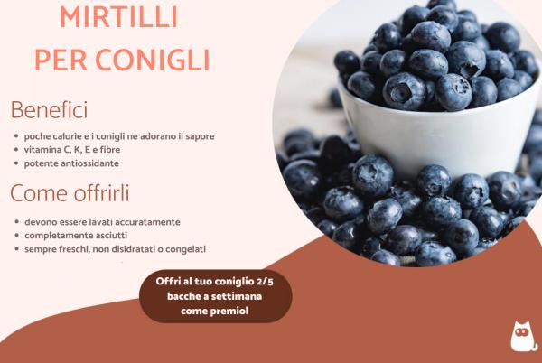 I conigli possono mangiare i mirtilli?