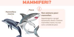Pesci mammiferi: quali sono?