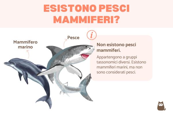 Pesci mammiferi: quali sono?