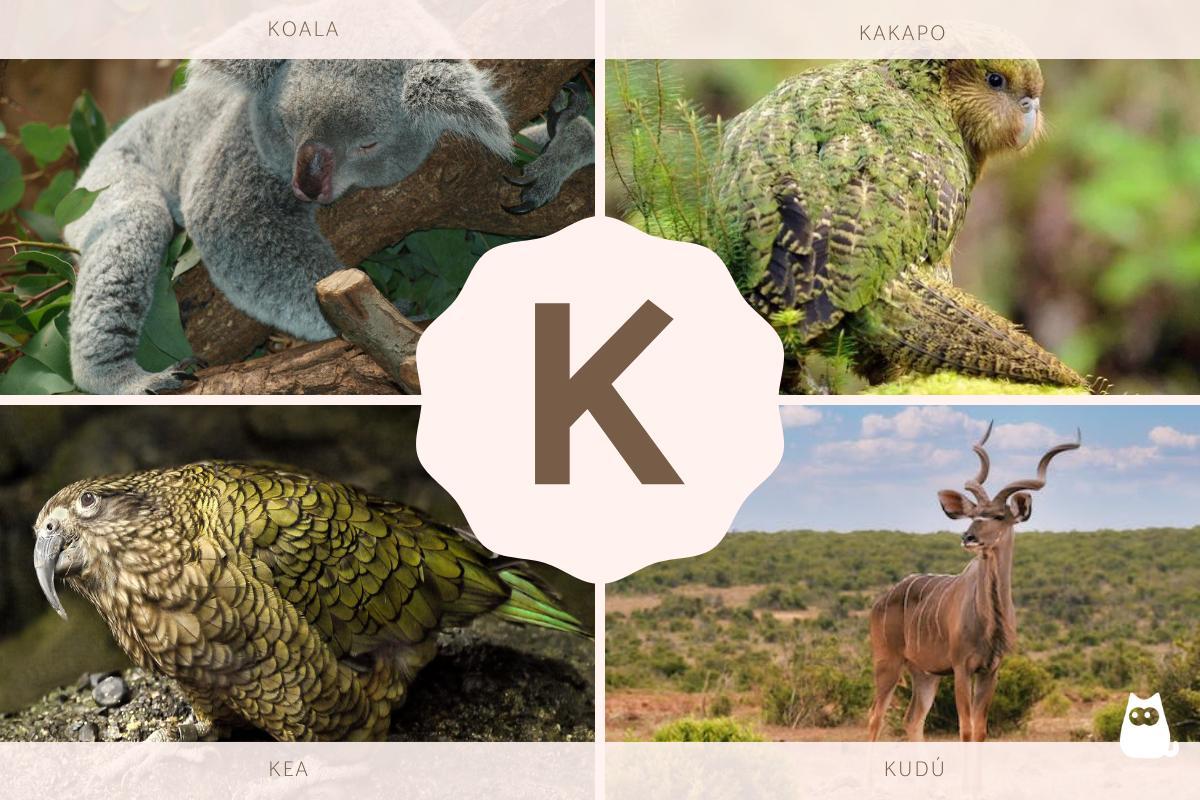 Animali che iniziano con la K