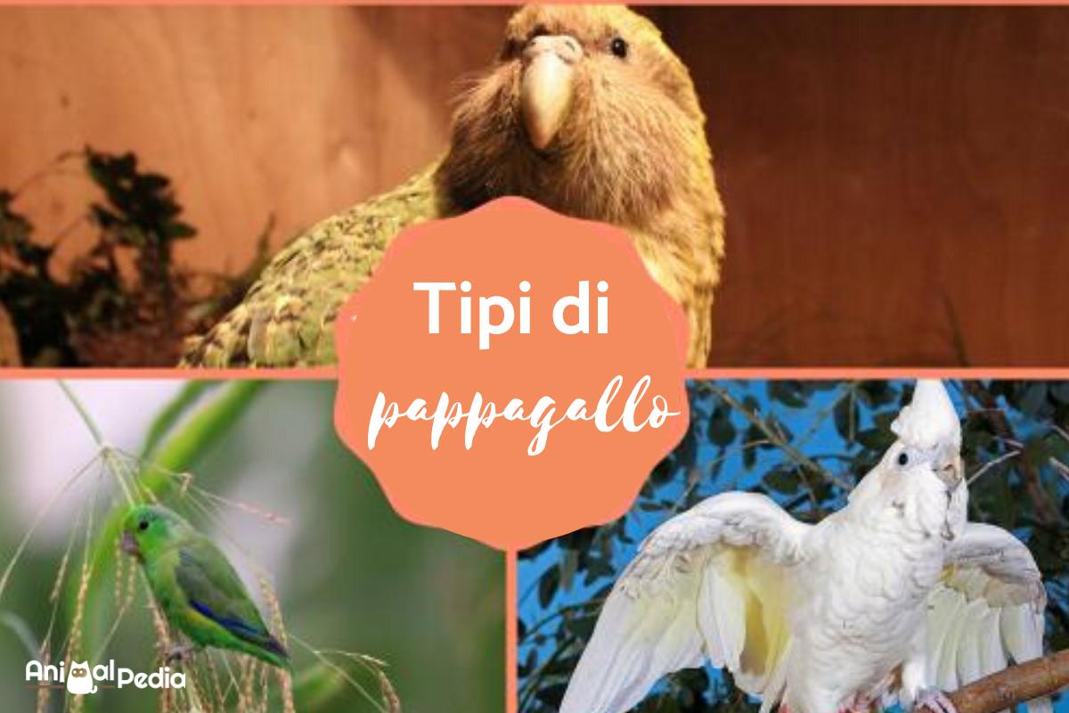 Tipi di pappagallo – Caratteristiche, nomi e foto