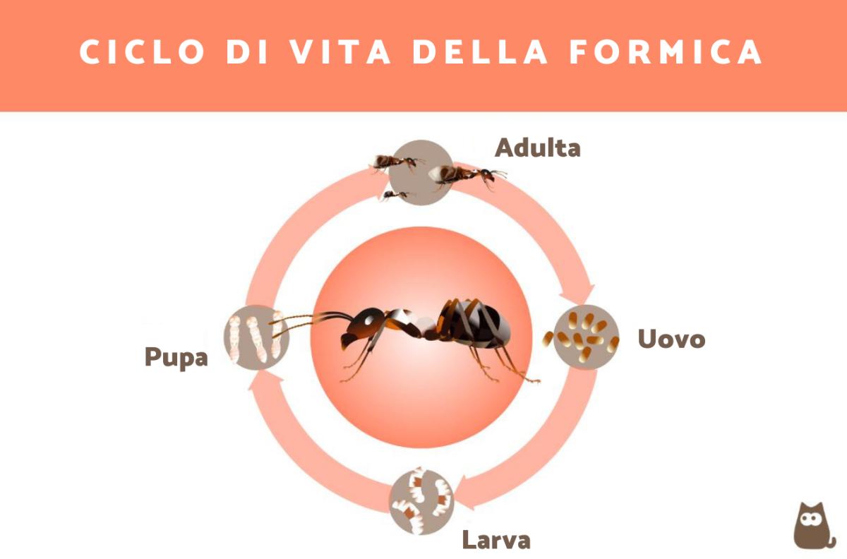 Quanto vive una formica?