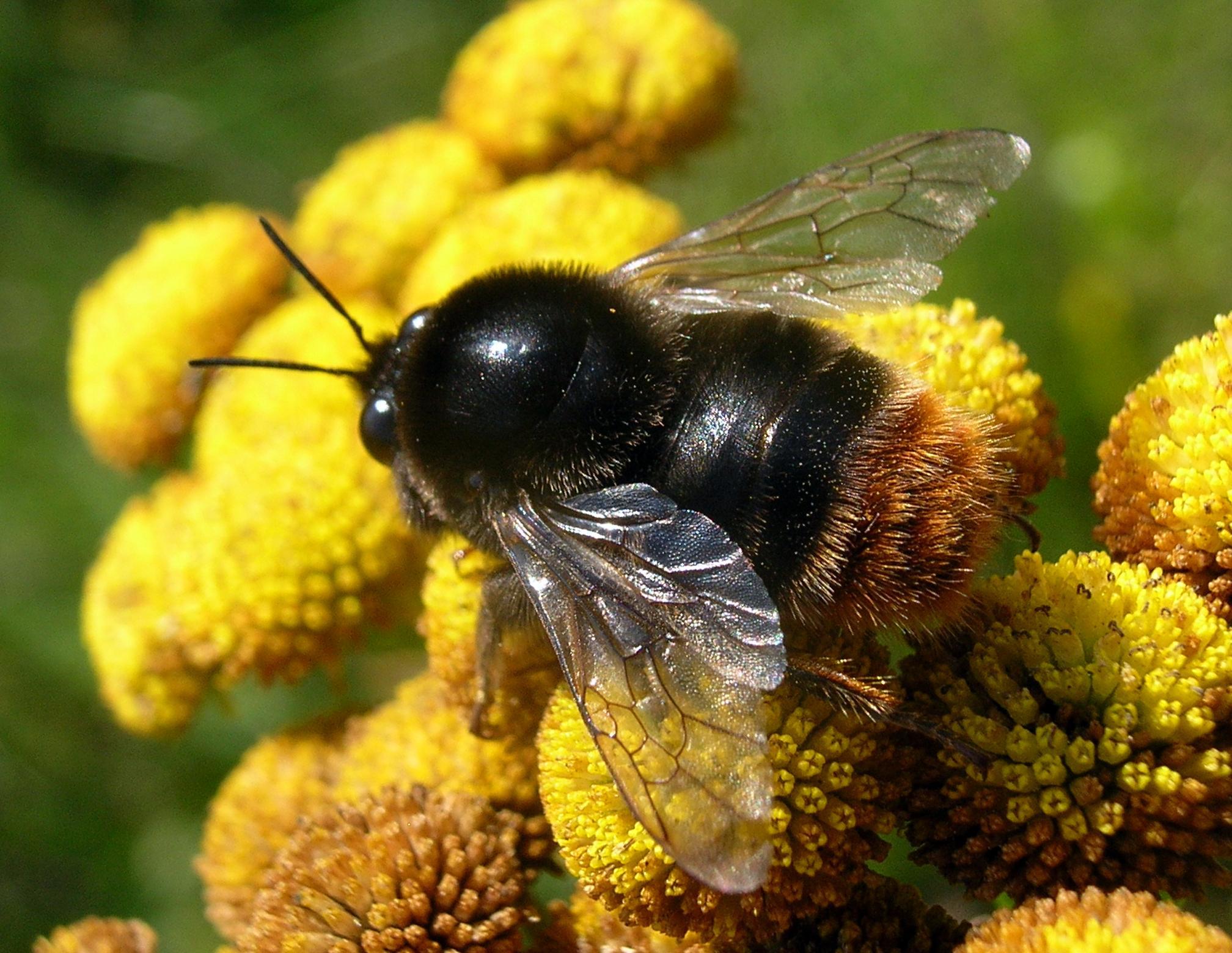 Tipi di Bombo: Classificazione ed esempi (con Immagini)