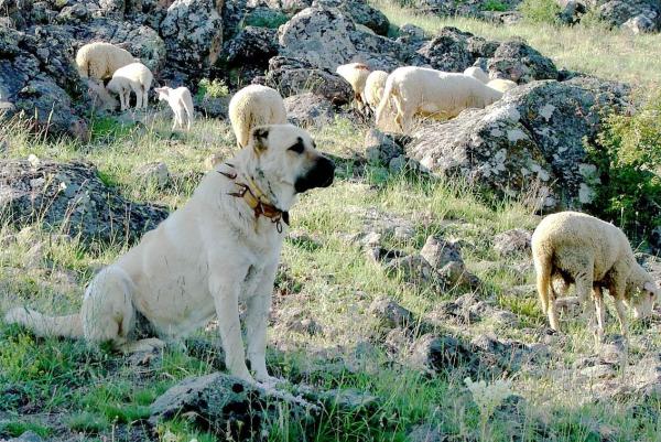 Qual è il cane più forte del mondo? - Il cane più forte del mondo: il Kangal 