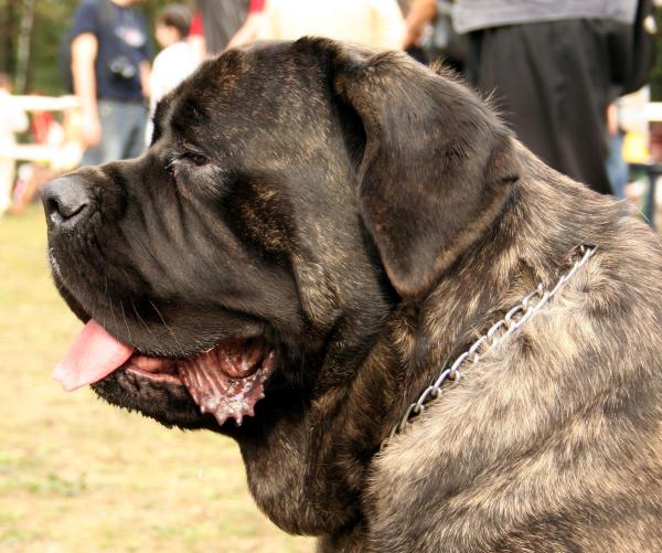 Qual è il cane più forte del mondo? - Il cane più forte in base al peso e alle dimensioni