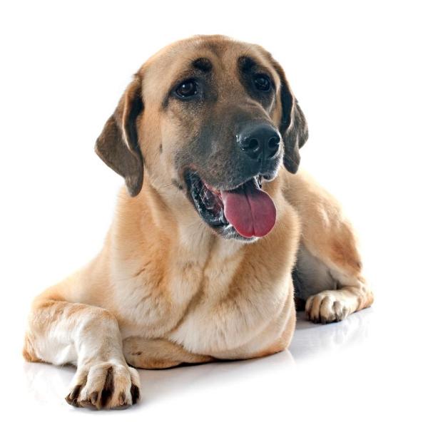 Qual è il cane più forte del mondo?