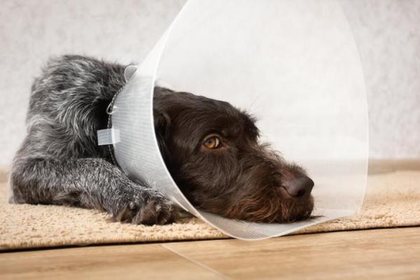 Sieroma nel cane: sintomi e come curarlo