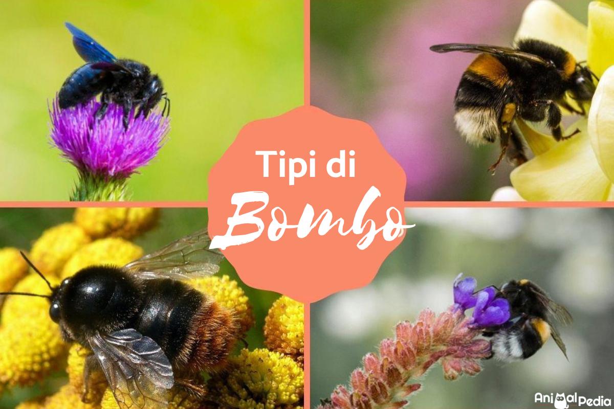 Tipi di bombo: Caratteristiche e curiosità
