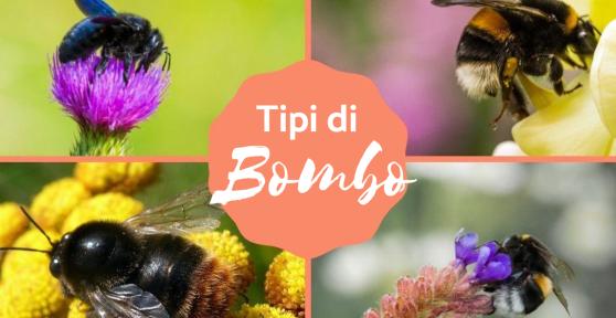 Tipi di bombo: Caratteristiche e curiosità