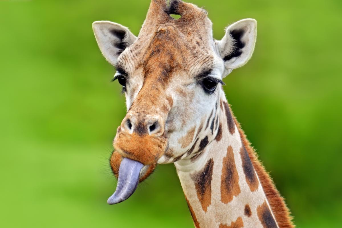 lingua-della-giraffa-colore-e-lunghezza