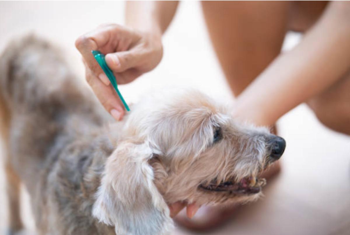 Il mio cane ha le pulci nonostante il Frontline: cause e cosa fare