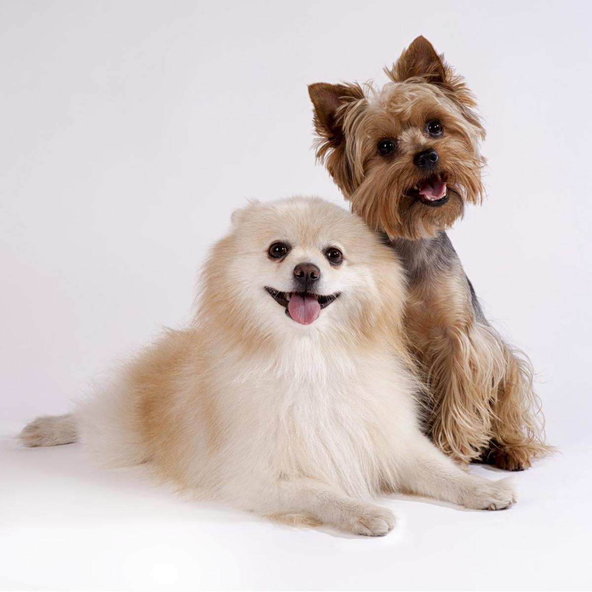 Nomi inglesi per cani