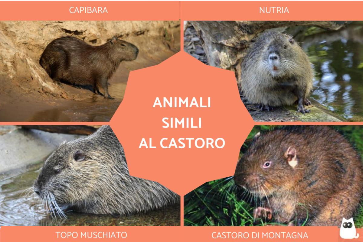 Animali simili al castoro