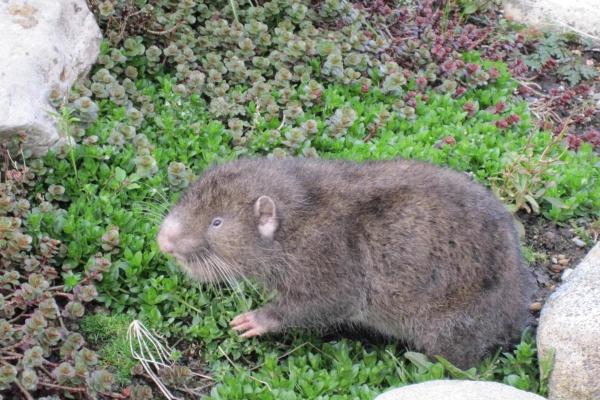 Animali simili al castoro - Castoro di montagna (Aplodontia rufa)