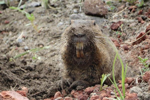 Animali simili al castoro - Gopher tascabile del bacino orientale (Cratogeomys fulvescens)