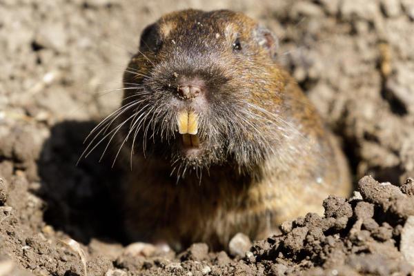 Animali simili al castoro - Gopher tascabile di Camas (Thomomys bulbivorus)