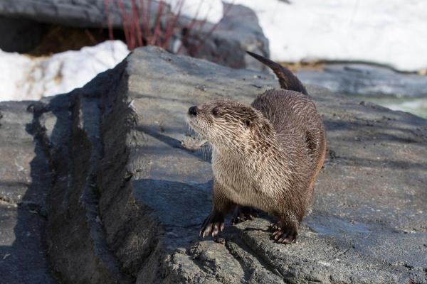 Animali simili al castoro - Lontra di fiume nordamericana (Lontra canadensis)