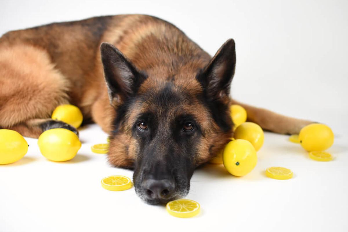 Si può dare limone al cane?