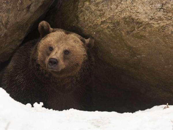 L'orso va in letargo?