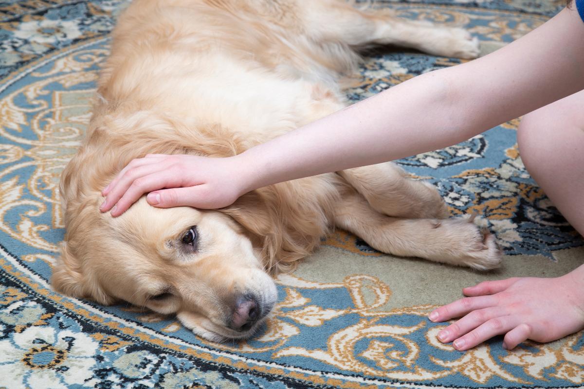 Carbone attivo per cani: a cosa serve e dosaggio