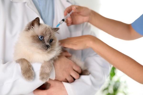 Maropitant per gatto: a cosa serve e dosaggio - Come somministrare maropitant al gatto?