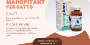 Maropitant per gatto: a cosa serve e dosaggio