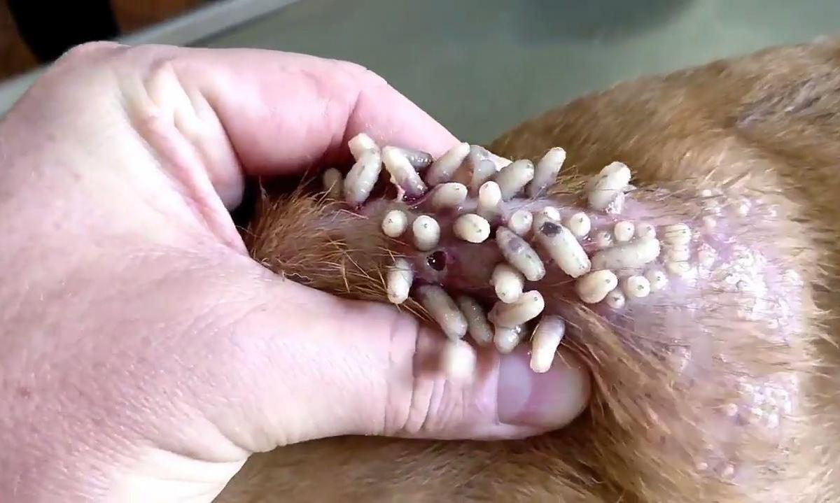 Miasi nel cane: sintomi, come eliminare i vermi e trattamento