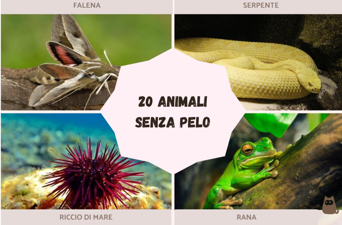 Animali senza pelo